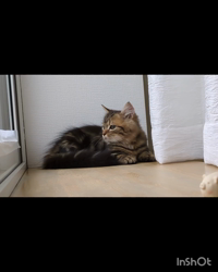 角谷敏広ブリーダーからお迎えしたミヌエット：ぷ−のすけくん