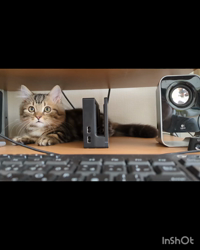 角谷敏広ブリーダーからお迎えしたミヌエット：ぷ−のすけくん