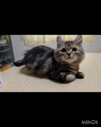 角谷敏広ブリーダーからお迎えしたミヌエット：ぷ−のすけくん