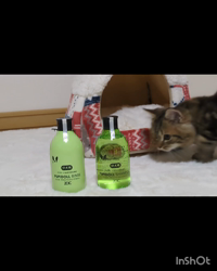 角谷敏広ブリーダーからお迎えしたミヌエット：ぷ−のすけくん