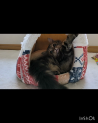 角谷敏広ブリーダーからお迎えしたミヌエット：ぷ−のすけくん