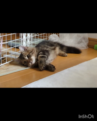 角谷敏広ブリーダーからお迎えしたミヌエット：ぷ−のすけくん