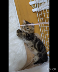 角谷敏広ブリーダーからお迎えしたミヌエット：ぷ−のすけくん