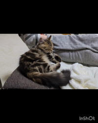 角谷敏広ブリーダーからお迎えしたミヌエット：ぷ−のすけくん
