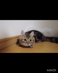角谷敏広ブリーダーからお迎えしたミヌエット：ぷ−のすけくん