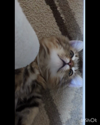 角谷敏広ブリーダーからお迎えしたミヌエット：ぷ−のすけくん