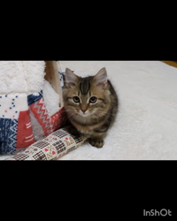 角谷敏広ブリーダーからお迎えしたミヌエット：ぷ−のすけくん