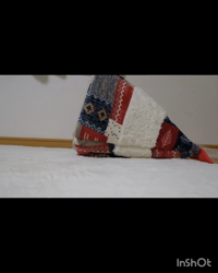 角谷敏広ブリーダーからお迎えしたミヌエット：ぷ−のすけくん