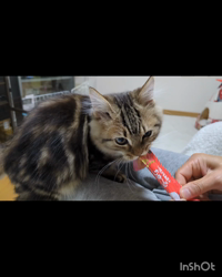 角谷敏広ブリーダーからお迎えしたミヌエット：ぷ−のすけくん