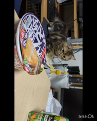 角谷敏広ブリーダーからお迎えしたミヌエット：ぷ−のすけくん