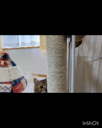 角谷敏広ブリーダーからお迎えしたミヌエット：ぷ−のすけくん