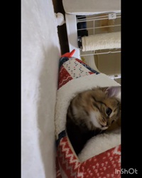 角谷敏広ブリーダーからお迎えしたミヌエット：ぷ−のすけくん