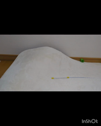 角谷敏広ブリーダーからお迎えしたミヌエット：ぷ−のすけくん