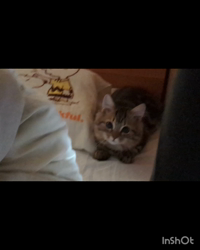 角谷敏広ブリーダーからお迎えしたミヌエット：ぷ−のすけくん