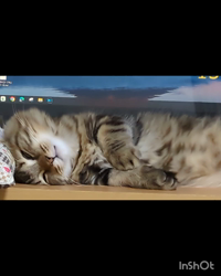 角谷敏広ブリーダーからお迎えしたミヌエット：ぷ−のすけくん