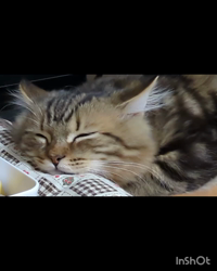 角谷敏広ブリーダーからお迎えしたミヌエット：ぷ−のすけくん