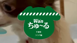 保科彰ブリーダーからお迎えしたチワワ(ロング)：ココアくん