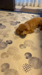 勝間大輝ブリーダーからお迎えしたトイプードル：エルちゃん