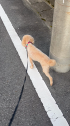 勝間大輝ブリーダーからお迎えしたトイプードル：エルちゃん