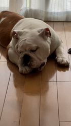 田中亜紀ブリーダーからお迎えしたブルドッグ：テツヤくん