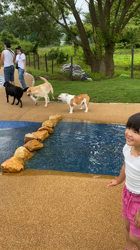 田中亜紀ブリーダーからお迎えしたブルドッグ：テツヤくん