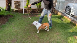 田中亜紀ブリーダーからお迎えしたブルドッグ：テツヤくん