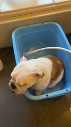 田中亜紀ブリーダーからお迎えしたブルドッグ：テツヤくん