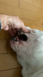 田中亜紀ブリーダーからお迎えしたブルドッグ：テツヤくん