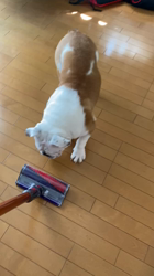 田中亜紀ブリーダーからお迎えしたブルドッグ：テツヤくん