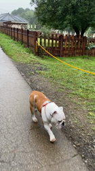 田中亜紀ブリーダーからお迎えしたブルドッグ：テツヤくん