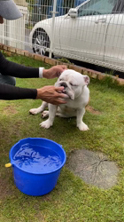 田中亜紀ブリーダーからお迎えしたブルドッグ：テツヤくん