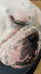 田中亜紀ブリーダーからお迎えしたブルドッグ：テツヤくん