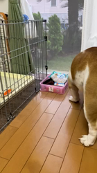 田中亜紀ブリーダーからお迎えしたブルドッグ：テツヤくん