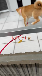 山崎仁樹ブリーダーからお迎えした柴犬：しずくちゃん