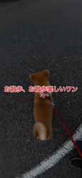 山崎仁樹ブリーダーからお迎えした柴犬：しずくちゃん