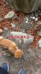 山崎仁樹ブリーダーからお迎えした柴犬：しずくちゃん