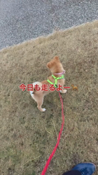 山崎仁樹ブリーダーからお迎えした柴犬：しずくちゃん