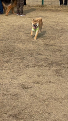 山崎仁樹ブリーダーからお迎えした柴犬：しずくちゃん