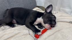 井上昌子ブリーダーからお迎えしたフレンチブルドッグ：ルルちゃん