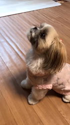 倉持恵理ブリーダーからお迎えしたシーズー：ルウちゃん