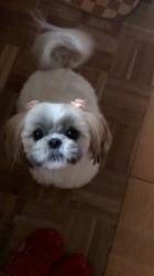 倉持恵理ブリーダーからお迎えしたシーズー：ルウちゃん