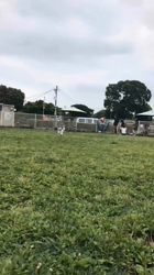 倉持恵理ブリーダーからお迎えしたシーズー：ルウちゃん