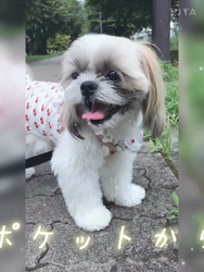 倉持恵理ブリーダーからお迎えしたシーズー：ルウちゃん
