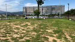 亀井武志ブリーダーからお迎えした柴犬：空くん