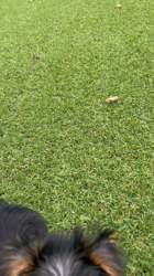 伊藤晃一ブリーダーからお迎えしたヨークシャーテリア：リリーちゃん