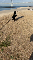 津守宏明ブリーダーからお迎えした柴犬：土筆(つくし)ちゃん