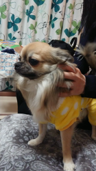 学原里緒ブリーダーからお迎えしたチワワ(ロング)：ポンスケくん