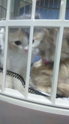 福元めぐみブリーダーからお迎えしたミヌエット：モモちゃんちゃん