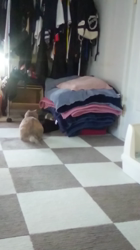 福元めぐみブリーダーからお迎えしたミヌエット：モモちゃんちゃん