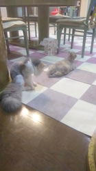 福元めぐみブリーダーからお迎えしたミヌエット：モモちゃんちゃん